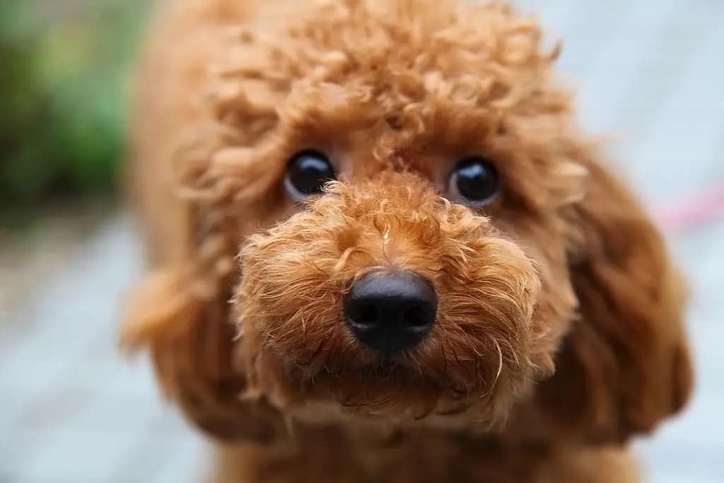 You are currently viewing Toy Poodle Dog Breeds Health And Care