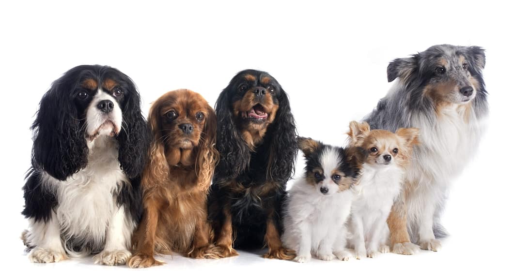 six dogs in front of white background six dogs in front of white background