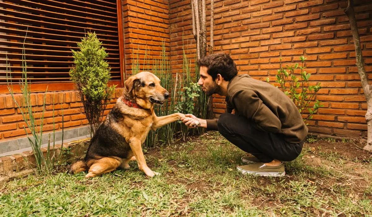 You are currently viewing Which Breeds Make the Top List of Best Dog Guard?