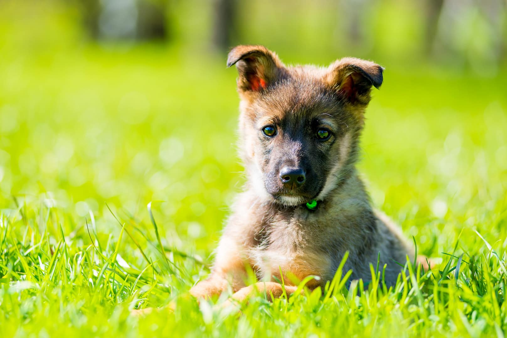 You are currently viewing The Ultimate Guide to Finding Puppies for Sale in Michigan