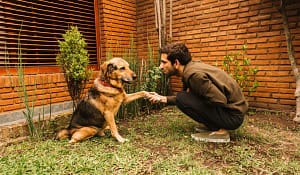 Read more about the article Which Breeds Make the Top List of Best Dog Guard?