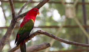 Read more about the article Looking for Pet Birds Types? Check Out These 7 Categories