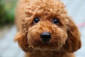 Read more about the article Toy Poodle Dog Breeds Health And Care