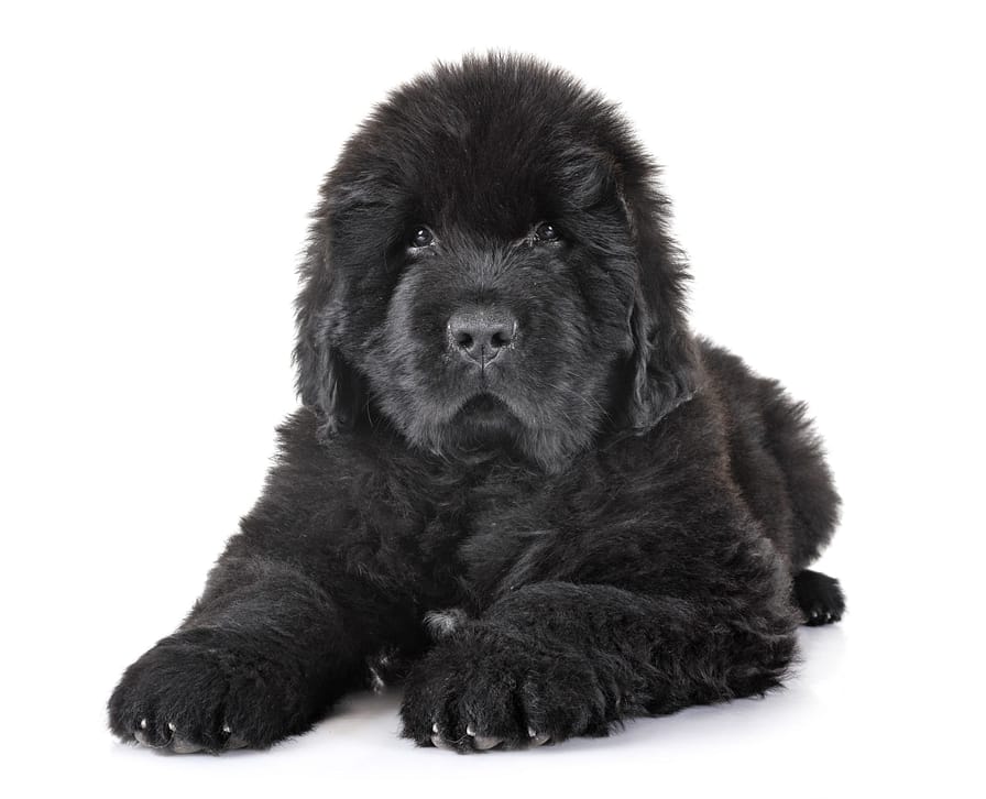 Puppy Newfoundland dog Puppy Newfoundland dog