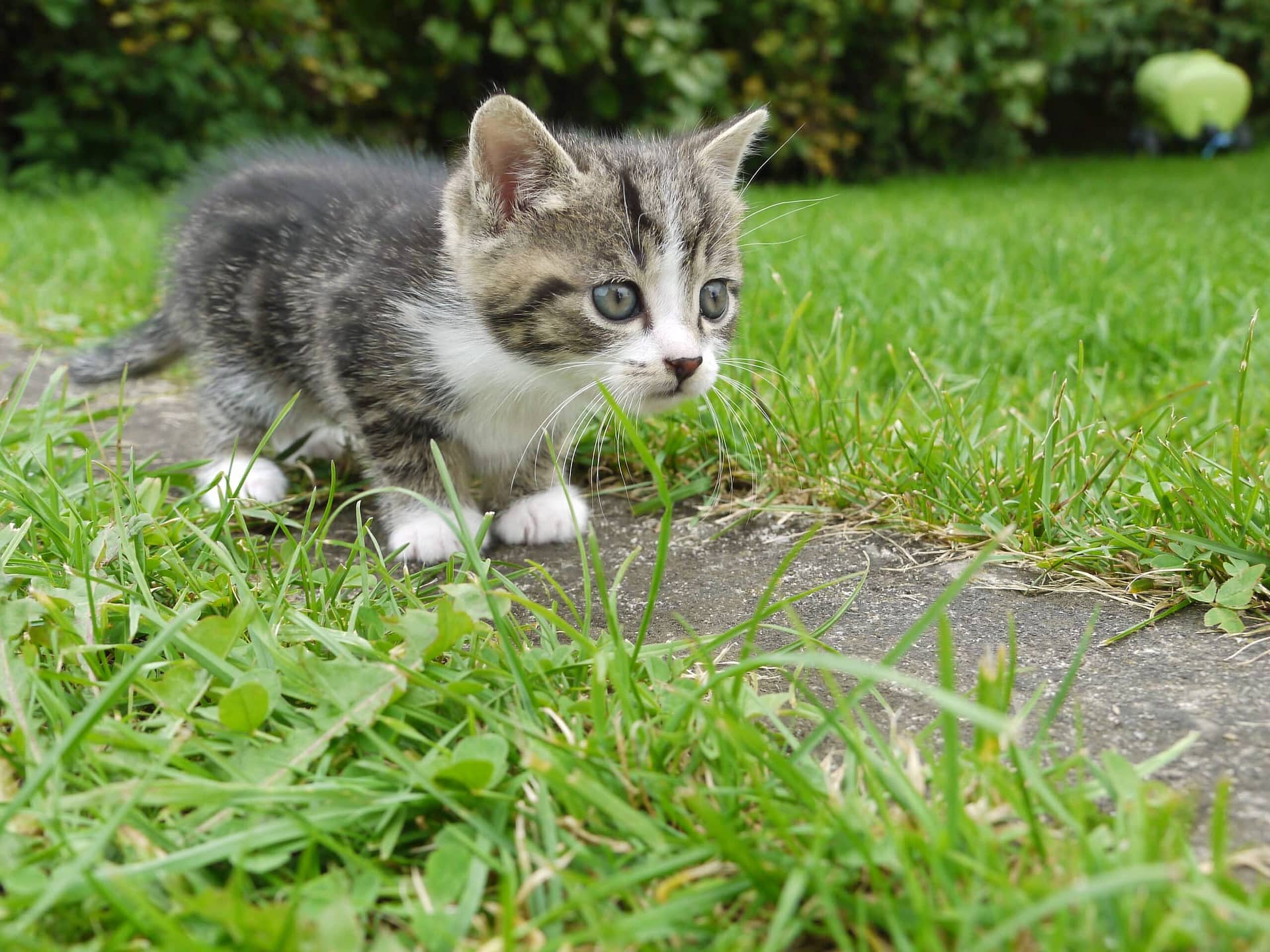 Best Cat Influencers