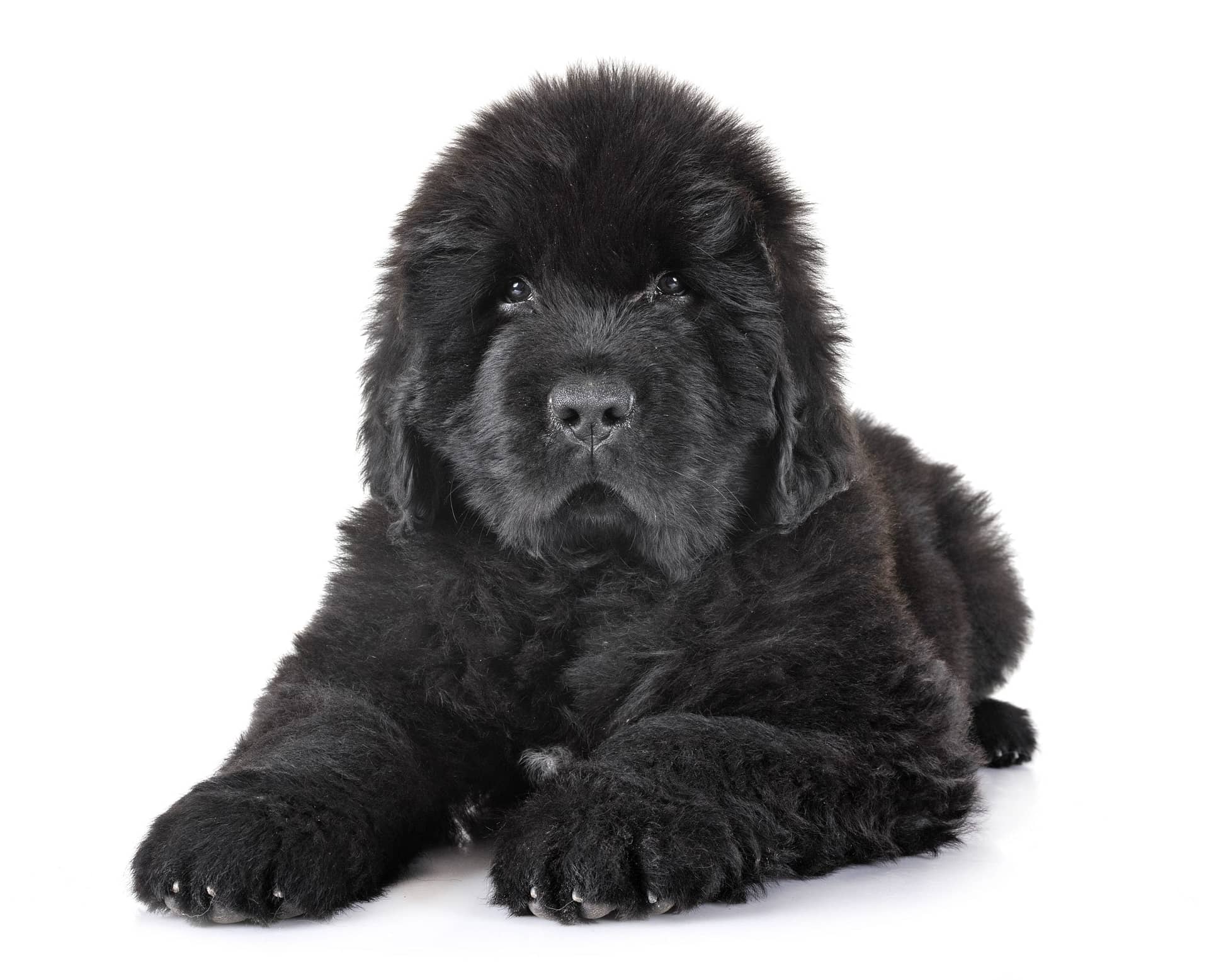 Puppy Newfoundland dog