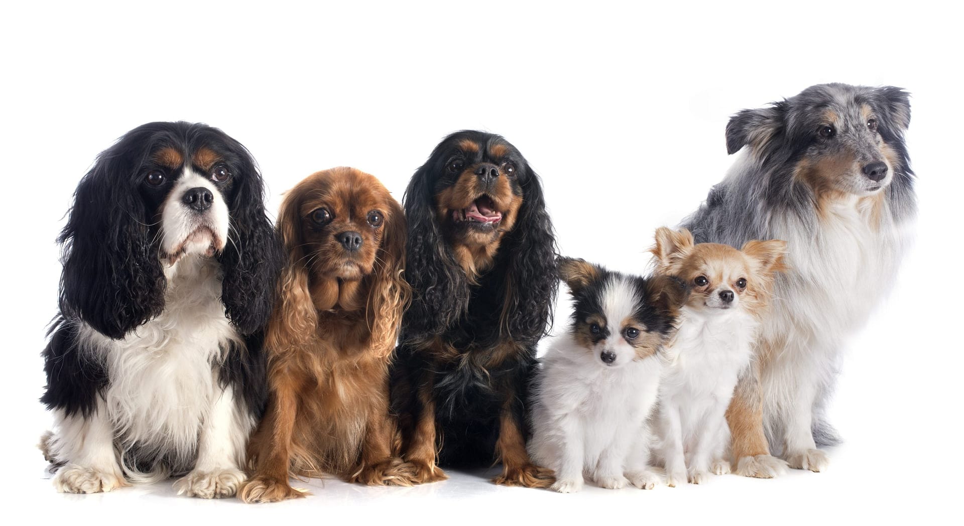 six dogs in front of white background