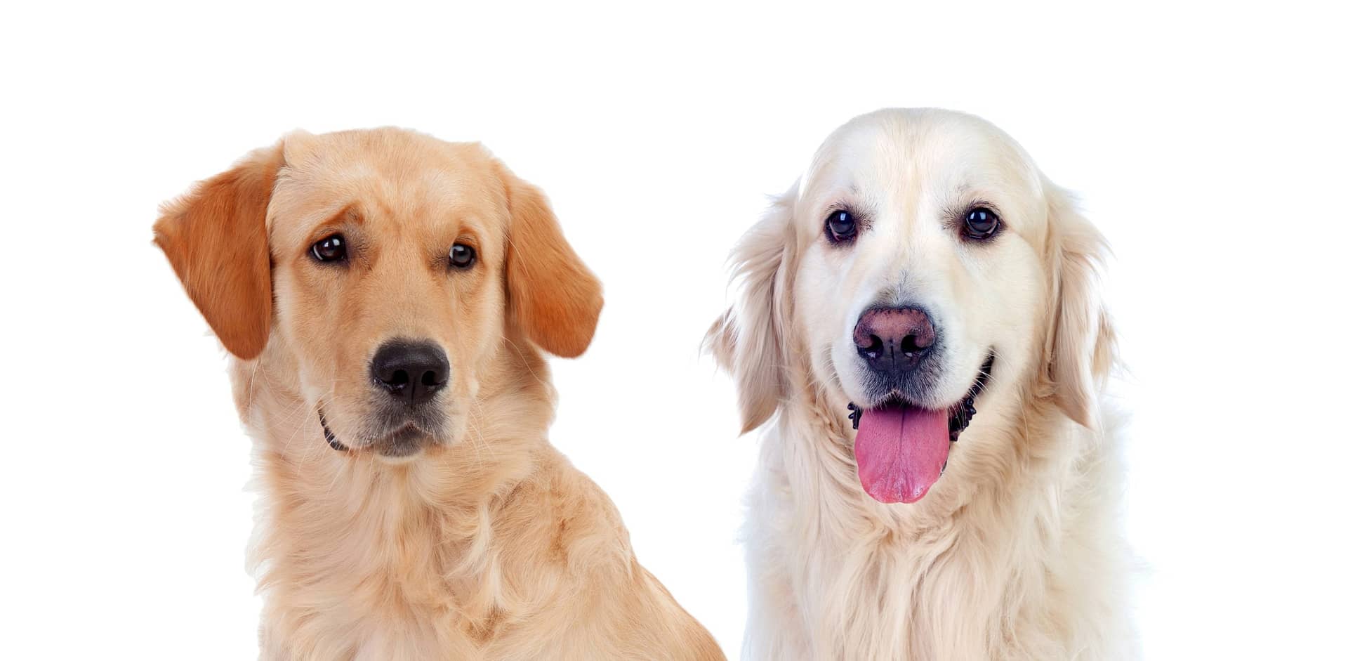 Two dogs for sale in Michigan